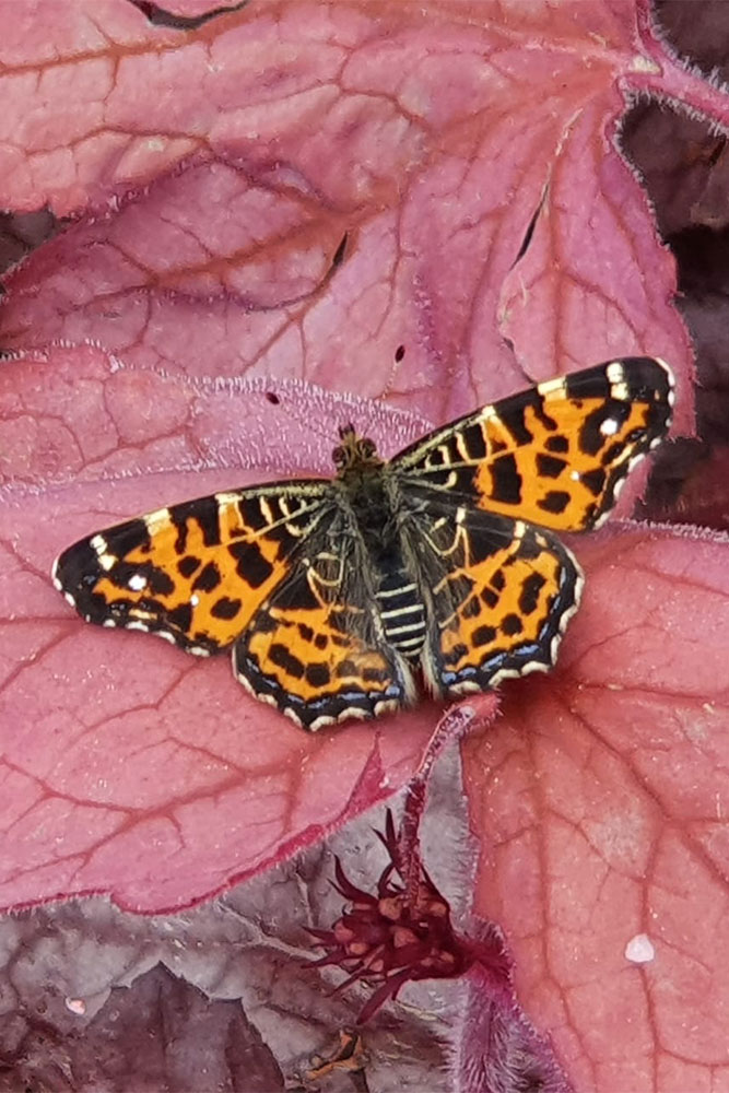 Dicentra_Schmetterling