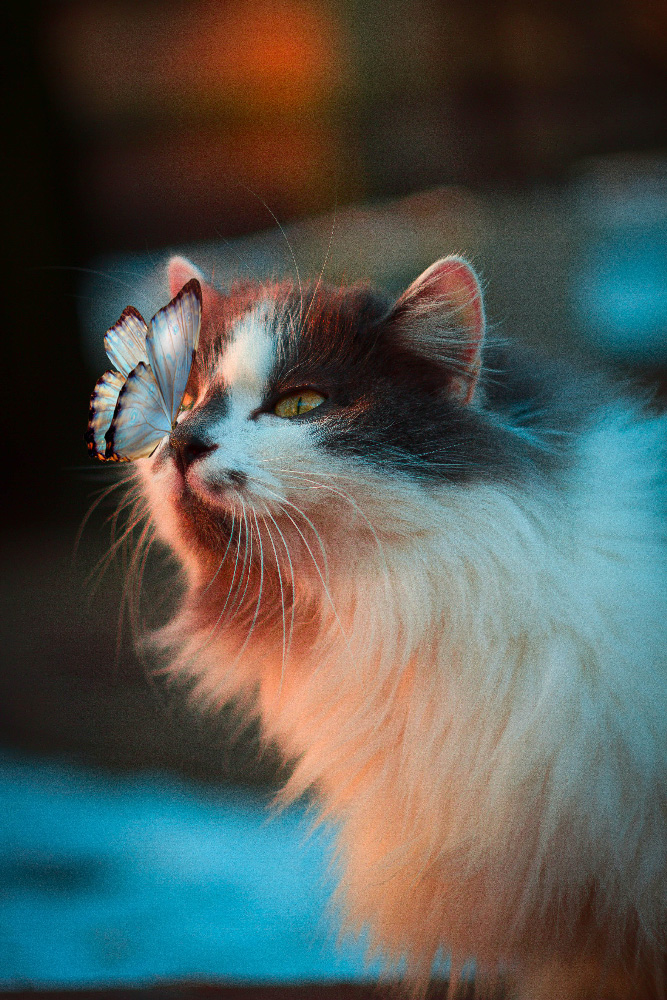 chat_papillon " "