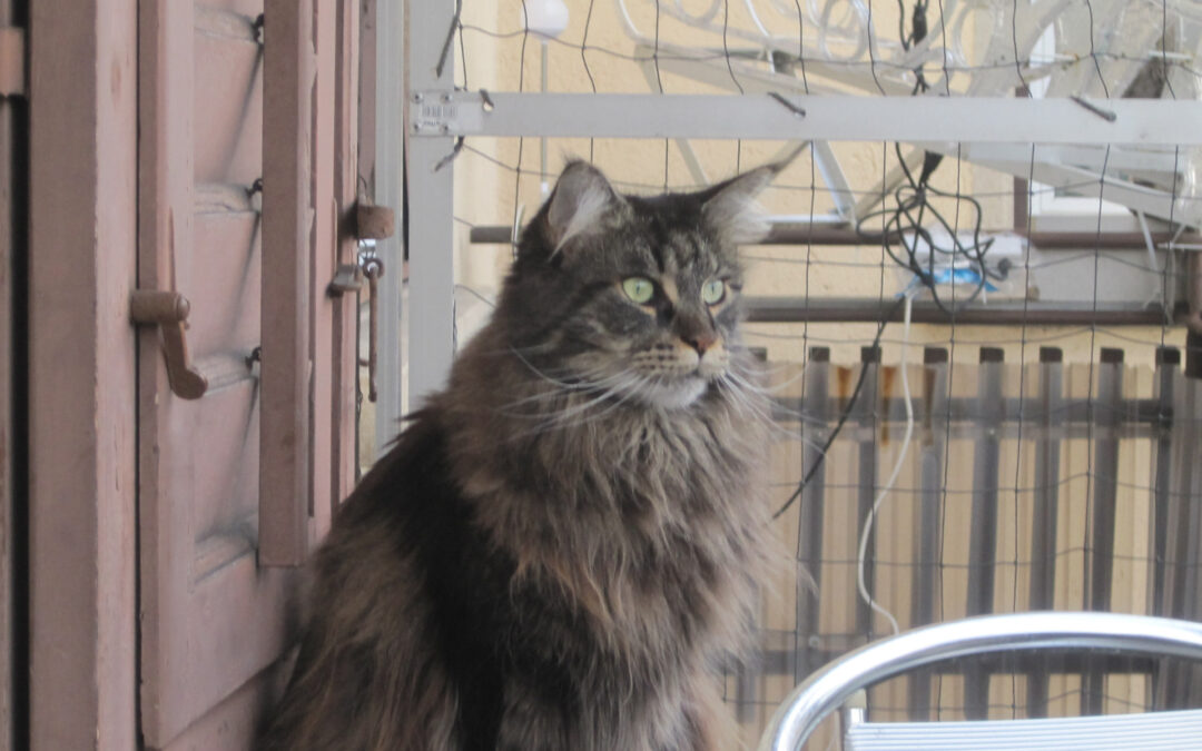 Ronja