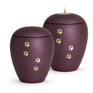 Berry with golden paws