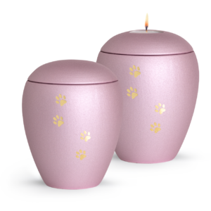 Rose with golden paws