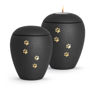 Black with golden paws