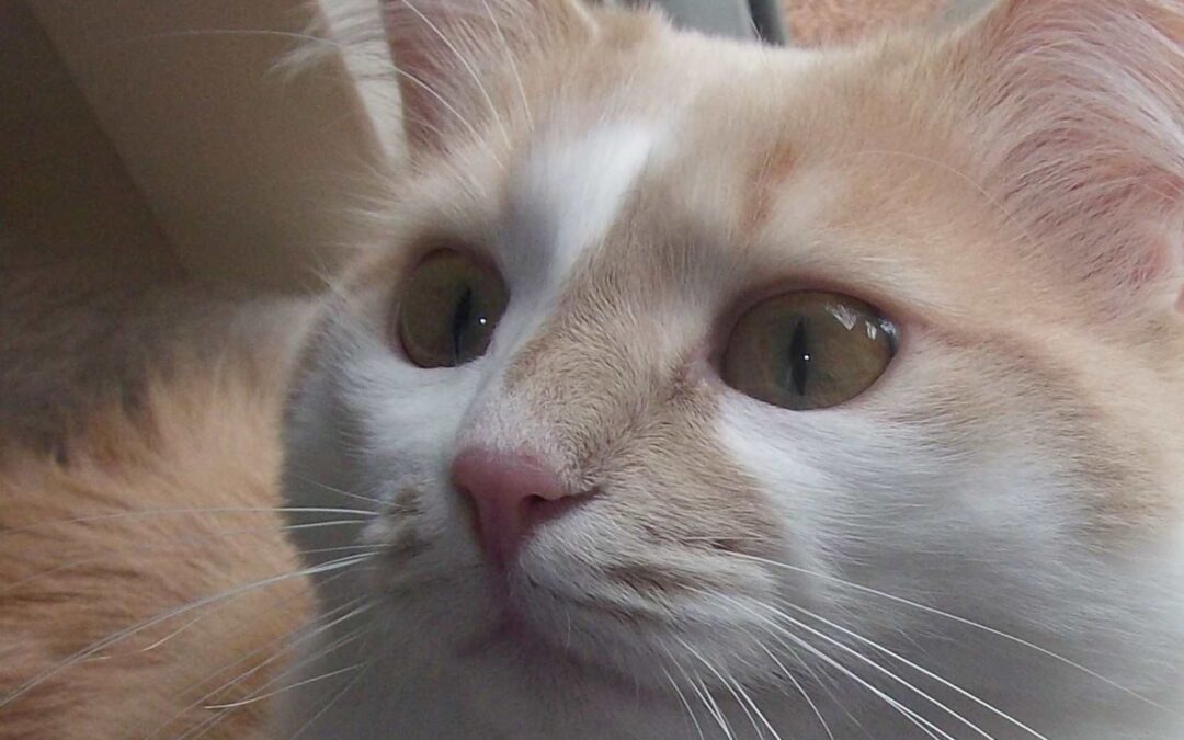 Fanny