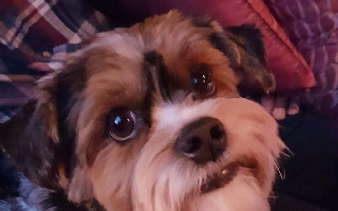 Nuby nach 14 Jahren bist Du am 23. September von mir / uns gegangen……