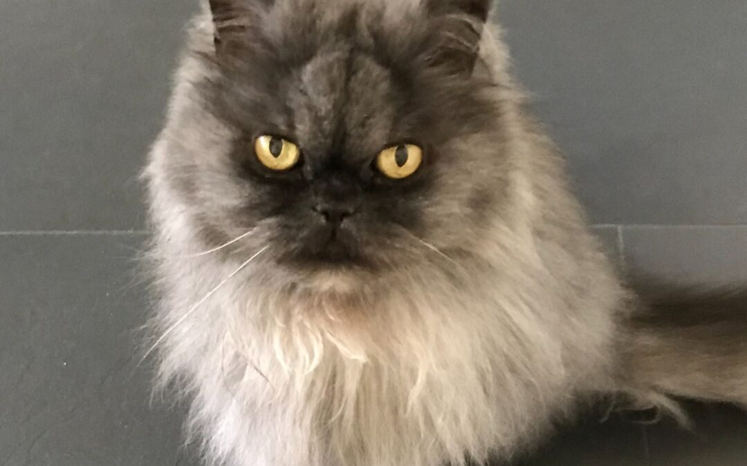 SIMBI 22.8.2007 – 18.9.2025