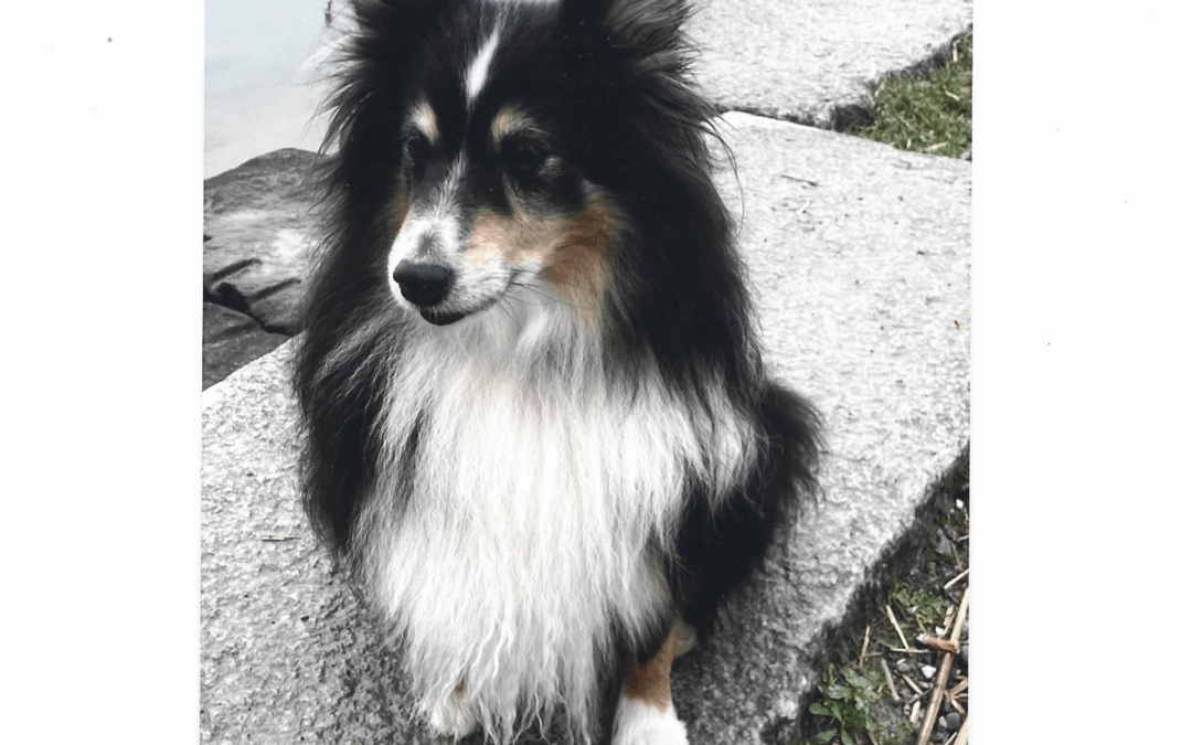 Meine kleine Hündin KIRA