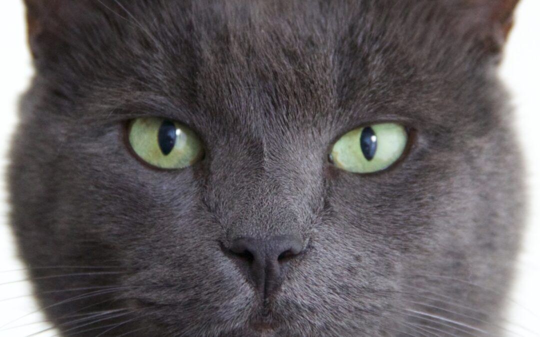 🌟 MAX, mein Engel 🐾. (29.09.2025)