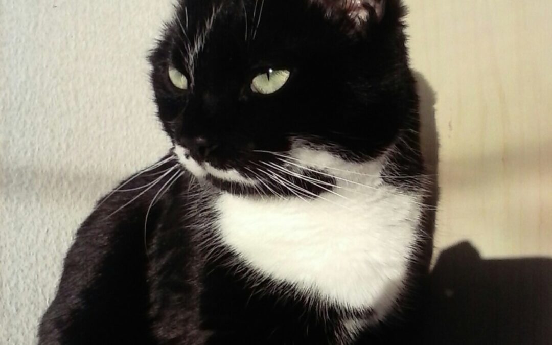 In liebevollem Gedenken an Rocky, 08.2007 – 14.09.2025