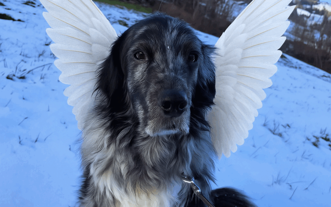 Für Immer in Erinnerig ⭐️